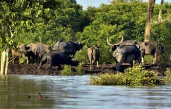Packages in Kaziranga