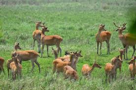 10n/11d Arunachal- Meghalaya- Assam Tour