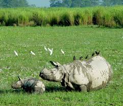 6 Nights 7 Days Assam- Meghalaya Tour